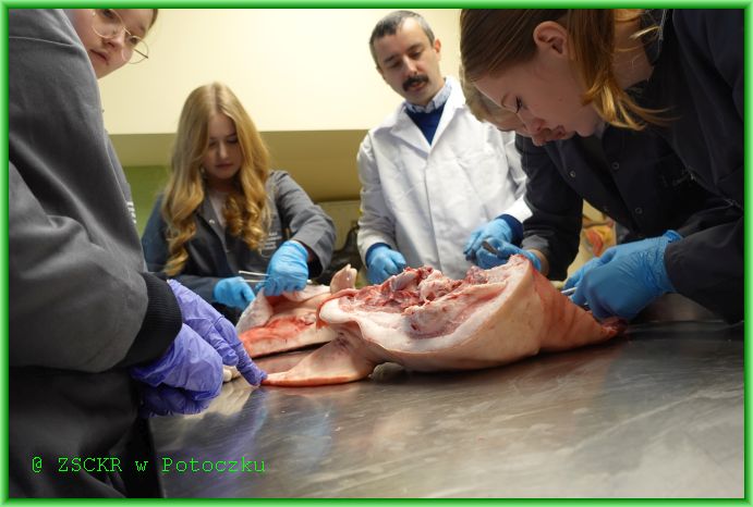 Uczniowie klasy 1 Technikum weterynarii pod opieką Pana Jacka Galka w czasie zajęć praktycznych zajmują się budową świńskiej głowy.