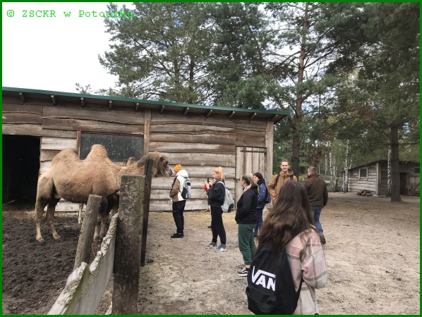 Kochany zoo - wielbłądy – 4P4 – 6.10.2022r.