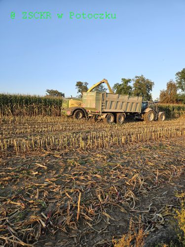 Zbiór kukurydzy w ZSCKR w Potoczku świadczony przez firmę usługową w dniu 21.09.2023r.